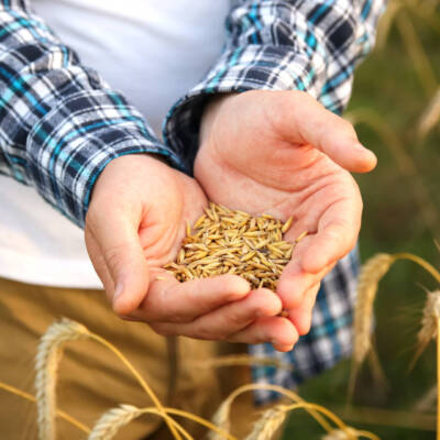 Търговия със зърнени и маслойдани култури