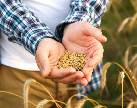 Търговия със зърнени и маслойдани култури