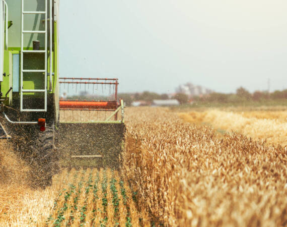 Combine harvester machine harvesting ripe wheat crops in cultivated agricultural field, selective focus