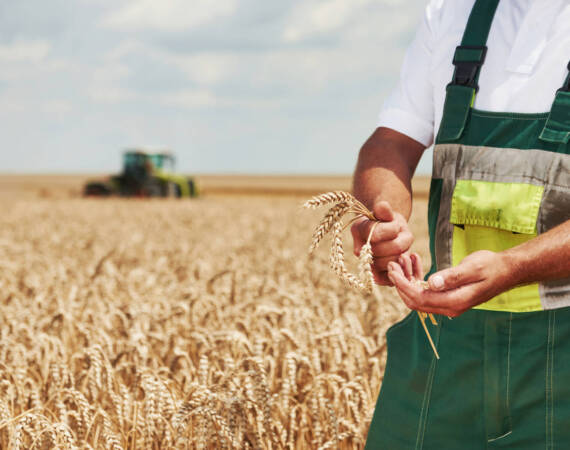 Worker in uniform stands in the filed and shows pod of wheat. Combine harvester behind.
